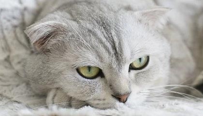 【ETF动向】10月22日汇添富中证电池主题ETF基金跌1.61%，份额减少1.51亿份