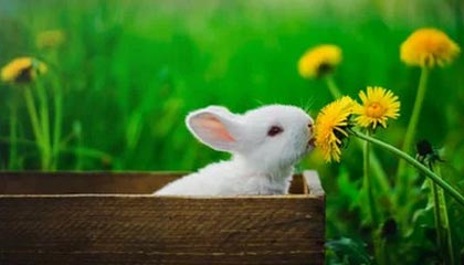 中国B2B外贸金融平台XTransfer获得荷兰EMI牌照