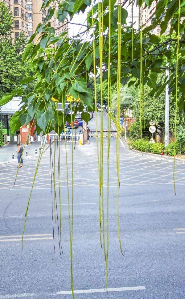 武汉这条路上大量出现,长达1米!到底是啥?