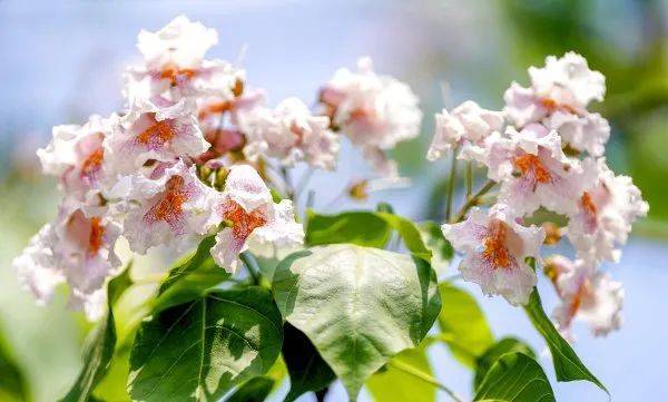 武汉这条路上大量出现,长达1米!到底是啥?